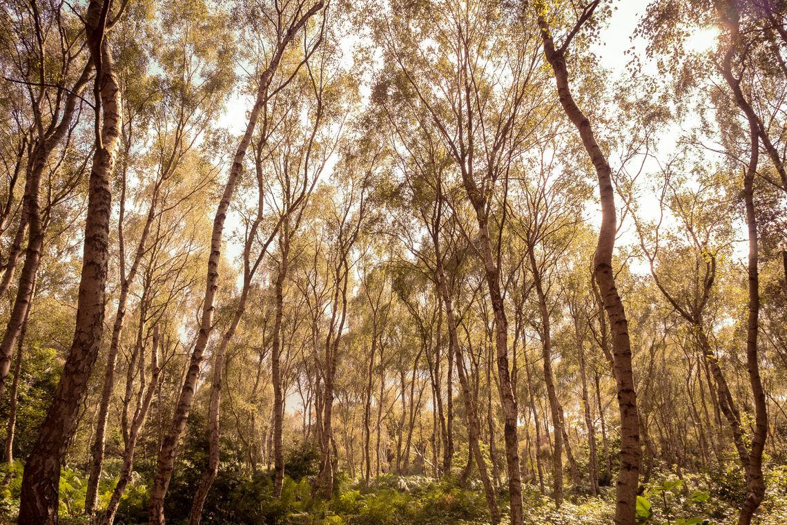 trees trees